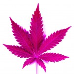 marijuana-leaf-PINK